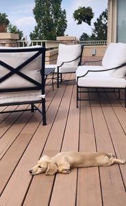 english cream miniature dachshund puppy breeder