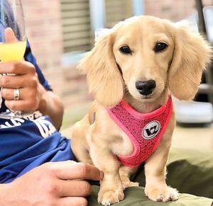 Creme of the Crop Dachshunds - English Cream Miniature Dachshunds