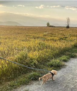 english cream miniature dachshund puppy breeder