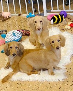 English Cream Miniature Dachshund Breeder - Crème of the Crop Dachshunds Breeding Females
