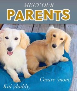 English Cream Miniature Dachshund Breeder - Crème of the Crop Dachshunds Breeding Parents Kai & Cesare