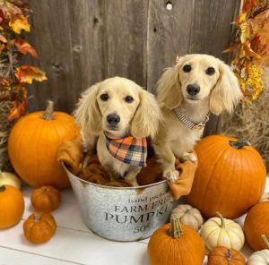 English Cream Miniature Dachshund Breeder - Crème of the Crop Dachshunds Past Litter Puppies 1