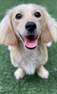 English Cream Miniature Dachshund Breeder - Crème of the Crop Dachshunds Previous Litter Puppies 1