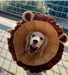 English Cream Miniature Dachshund Breeder - Crème of the Crop Dachshunds Past Litter Puppies 3