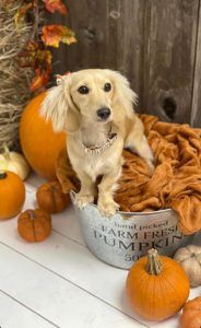 English Cream Miniature Dachshund Breeder - Crème of the Crop Dachshunds Past Litter Puppies 4