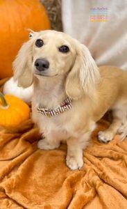 English Cream Miniature Dachshund Breeder - Crème of the Crop Dachshunds Past Litter Puppies 2