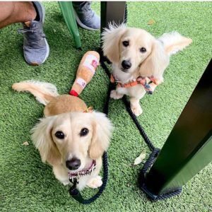 English Cream Miniature Dachshund Breeder - Crème of the Crop Dachshunds Past Litter Puppies 6