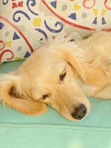 English Cream Miniature Dachshund Breeder - Crème of the Crop Dachshunds Past Litter Puppies 8