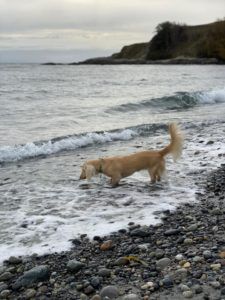 English Cream Miniature Dachshund Breeder - Crème of the Crop Dachshunds Past Litter Puppies 7
