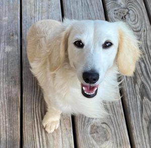 English Cream Miniature Dachshund Breeder - Crème of the Crop Dachshunds Breeder Stud Kai