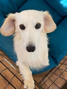 English Cream Miniature Dachshund Breeder - Crème of the Crop Dachshunds Parent