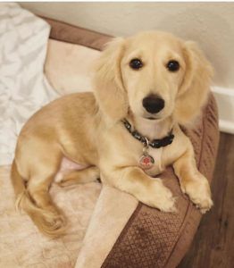 English Cream Miniature Dachshund Dog Breeder Texas - Crème of the Crop Dachshunds Past Litter Puppy 1