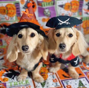 English Cream Miniature Dachshund Dog Breeder Texas - Crème of the Crop Dachshunds Past Litter Puppies 3