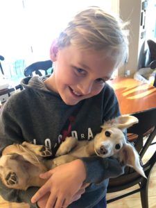 English Cream Miniature Dachshund Dog Breeder Texas - Crème of the Crop Dachshunds Past Litter Puppy 2