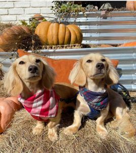 English Cream Miniature Dachshund Dog Breeder Texas - Crème of the Crop Dachshunds Past Litter Puppies 6