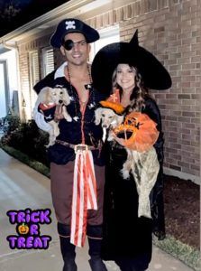 English Cream Miniature Dachshund Dog Breeder Texas - Crème of the Crop Dachshunds Past Litter Puppies 5