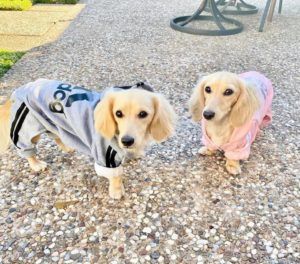 Creme of the Crop Miniature Longhair Dachshund Puppy Breeder Texas