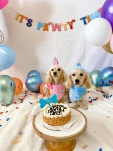 English Cream Miniature Dachshund Dog Breeder Texas - Crème of the Crop Dachshunds Past Litter Puppies 9