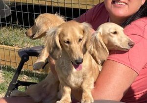 English Cream Miniature Dachshund Dog Breeder Texas - Crème of the Crop Dachshunds Breeding Females