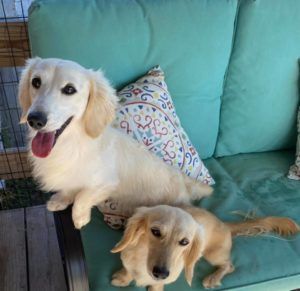 English Cream Miniature Dachshund Breeder - Crème of the Crop Dachshunds Breeding Pair