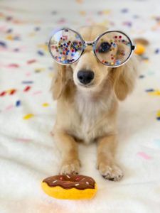 English Cream Miniature Dachshund Dog Breeder Texas - Crème of the Crop Dachshunds Past Litter Puppies 8