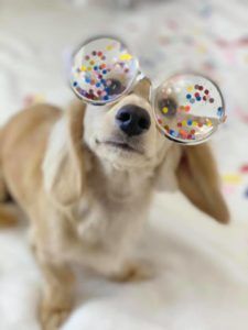 English Cream Miniature Dachshund Dog Breeder Texas - Crème of the Crop Dachshunds Past Litter Puppies 8