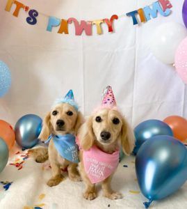 English Cream Miniature Dachshund Dog Breeder Texas - Crème of the Crop Dachshunds Past Litter Puppies 7