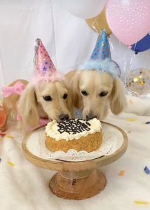 English Cream Miniature Dachshund Dog Breeder Texas - Crème of the Crop Dachshunds Past Litter Puppies 10