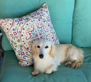 English Cream Miniature Dachshund Dog Breeder Texas - Crème of the Crop Dachshunds Parent