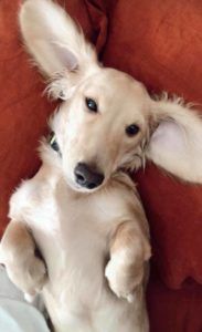 English Cream Miniature Dachshund Breeder - Crème of the Crop Dachshunds Previous Puppy Litter