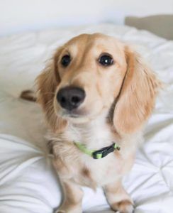 English Cream Miniature Dachshund Breeder - Crème of the Crop Dachshunds Previous Puppy Litter 4