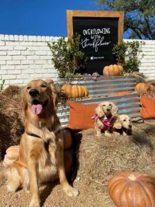 English Cream Miniature Dachshund Breeder - Crème of the Crop Dachshunds Previous Puppy Litter 3