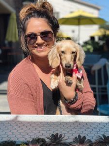 English Cream Miniature Dachshund Breeder - Crème of the Crop Dachshunds Previous Puppy Litter 2