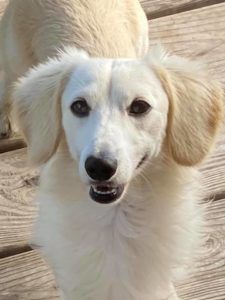 English Cream Miniature Dachshund Breeder - Crème of the Crop Dachshunds Breeding Stud Kai