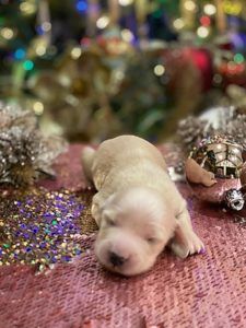 English Cream Miniature Dachshund Breeder - Crème of the Crop Dachshunds Puppy