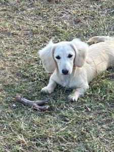 English Cream Miniature Dachshund Breeder - Crème of the Crop Dachshunds Breeding Female Elsa Flurry