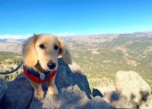 English Cream Miniature Dachshund Breeder - Crème of the Crop Dachshunds Previous Litter Puppy