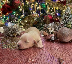 English Cream Miniature Dachshund Breeder - Crème of the Crop Dachshunds Puppy Christmas