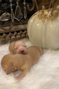 English Cream Miniature Dachshund Breeder - Crème of the Crop Dachshunds Puppies
