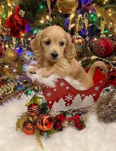 Crème of the Crop Dachshunds English Cream Miniature Dachshund Puppy Christmas Pic 10
