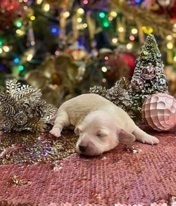 Crème of the Crop Dachshunds English Cream Miniature Dachshund Puppy Christmas Pic