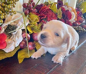 Crème of the Crop Dachshunds English Cream Miniature Dachshund Puppy Pic 6