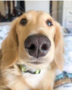 Crème of the Crop Dachshunds English Cream Miniature Dachshund Puppy Pic 5