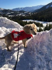 Crème of the Crop Dachshunds English Cream Miniature Dachshund Ladybug on Vacation