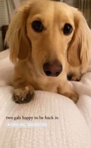 Crème of the Crop Dachshunds English Cream Miniature Dachshund Breeder Texas Leslie Urso 1