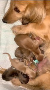 Crème of the Crop Dachshunds English Cream Miniature Dachshund Breeder Puppies Litter