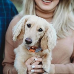 Crème of the Crop Dachshunds English Cream Miniature Dachshund Breeder Texas Leslie Urso Figgy Smalls