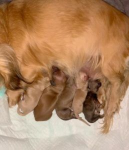 Crème of the Crop Dachshunds English Cream Miniature Dachshund Breeder Puppies Litter 2