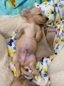 Crème of the Crop Dachshunds English Cream Miniature Dachshund Puppy