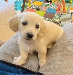 Crème of the Crop Dachshunds English Cream Miniature Dachshund Puppy 2